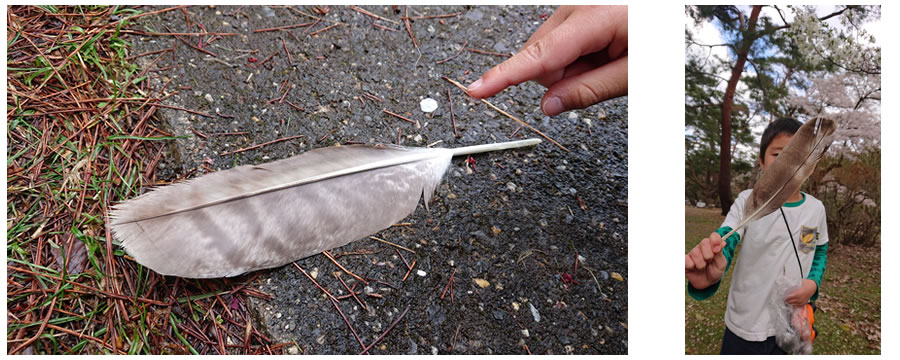 あきみの】トビの羽根 とんび/鳶/kite 羽 はね 研究