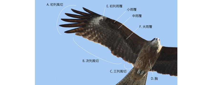 あきみの】トビの羽根 とんび/鳶/kite 羽 はね 研究