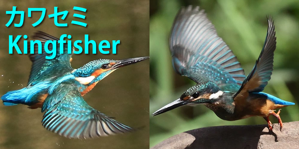 あきみの】カワセミの羽根 かわせみ/翡翠/kingfisher 羽 はね 研究