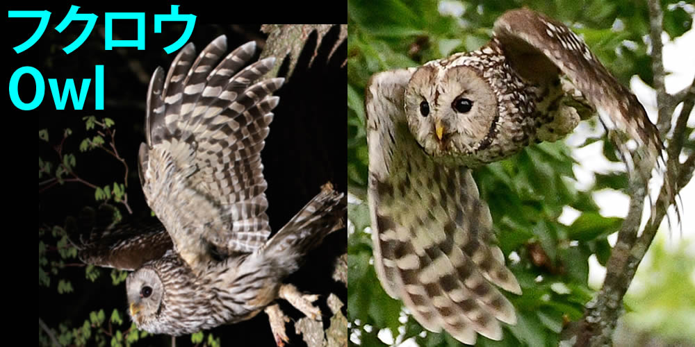 あきみの】フクロウの羽根 ふくろう/ホンドフクロウ/梟/owl 羽 はね 研究